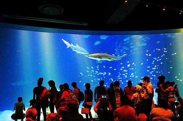 ニューヨーク水族館 コニーアイランドに話題のシャークの新館誕生 Ocean Wonders Sharks 8月はサマーナイツも開催 Petite New York