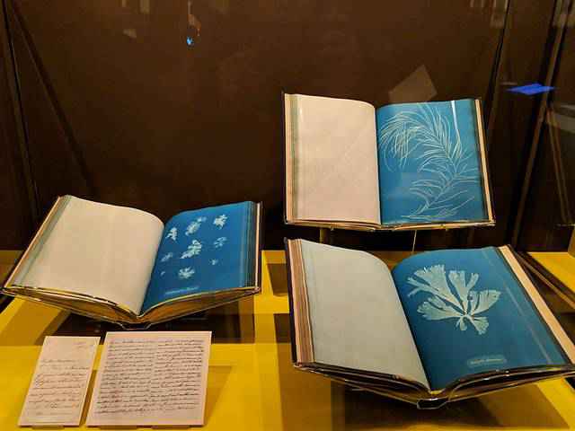 Blue Prints Anna Atkins (6)