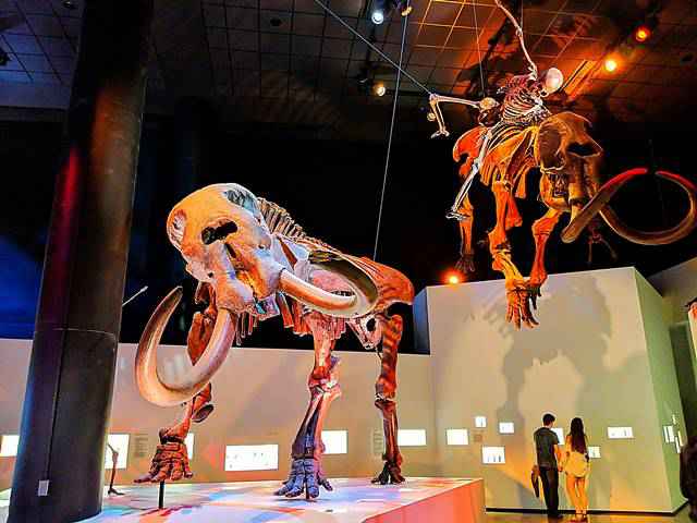 Houston Museum of Natural Science (10)