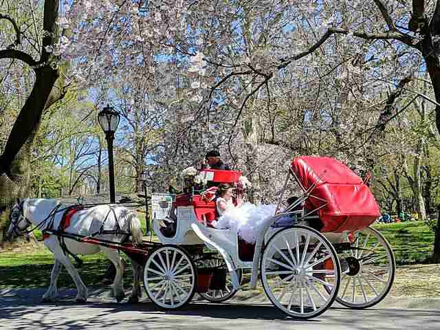 Central Park New York (4)