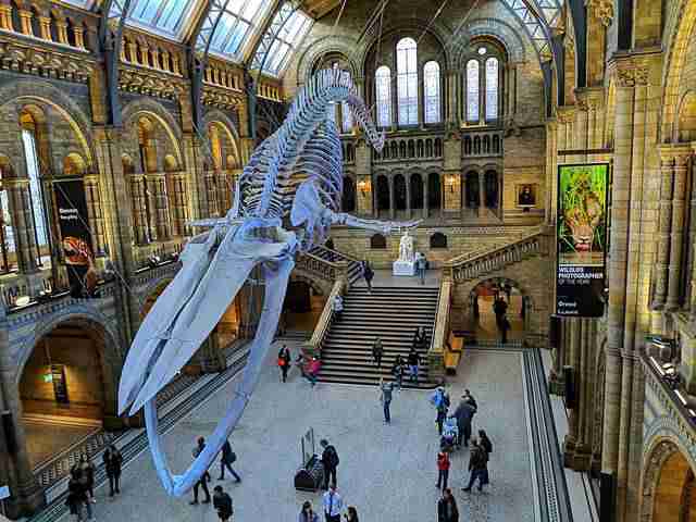 ロンドン自然史博物館 見どころと回り方 迫力のビクトリア様式建築の歴史ある人気ミュージアム Petite New York