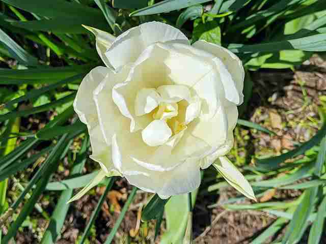Tulip (1)