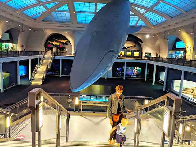 American Museum of Natural History (4)