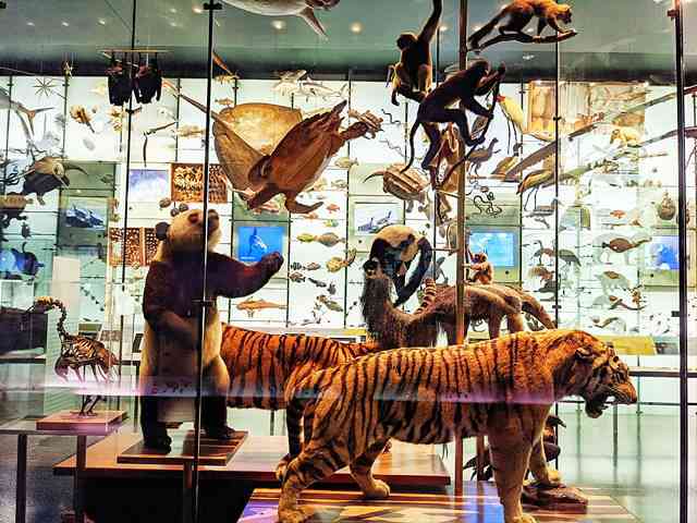 American Museum of Natural History (5)