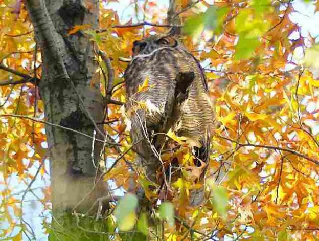 セントラルパークにトトロ ニューヨークの野生動物と野鳥の宝庫 フクロウに続いてアメリカワシミミズク登場 Petite New York