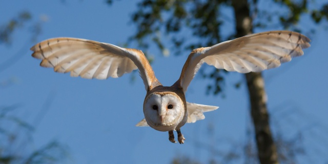 barn-owl-image