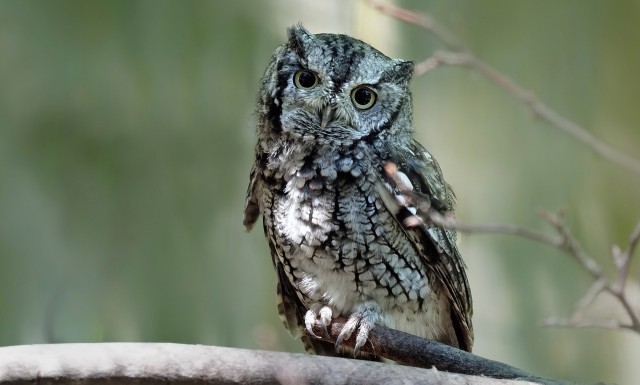 eastern-screech-owl-image