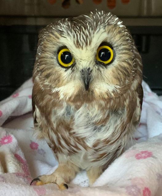 rocky-the-north-saw-whet-owl