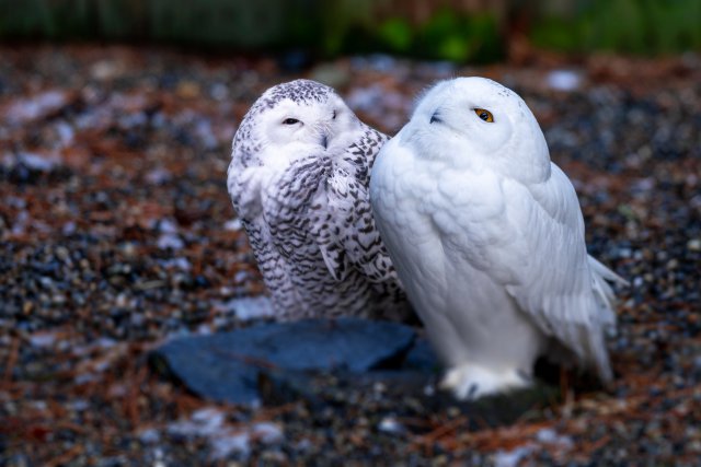 snowy-owl-pair-image