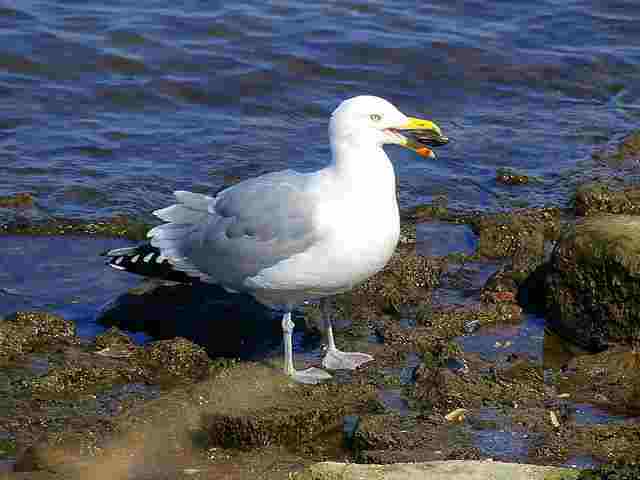 american herring gull