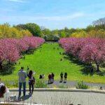 ブルックリン植物園 カンザンザクラが満開！新緑の芝生に広がる濃いピンクの美しい八重桜の豪華な並木道と憩いのトンネル