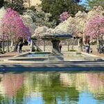 今までで一番美しかった春の花満開のブルックリン植物園 ゴージャスな桜とマグノリアの競演
