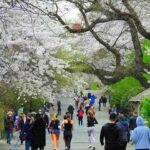 セントラルパークの桜並木が満開に！貯水池のソメイヨシノが並ぶ美しい人気桜スポット