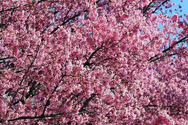 Cherry Blossom (3)