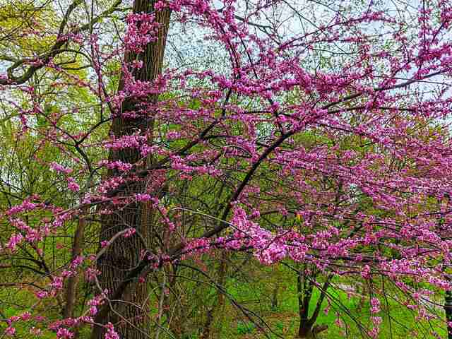 ニューヨークの春の花が今最高 春のお散歩を楽しもう Petite New York