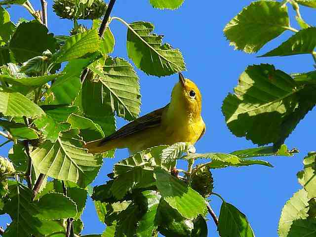 yellow-warbler