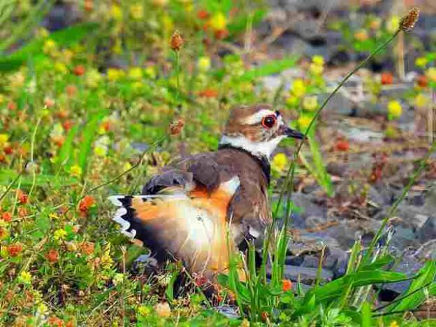 ニューヨークですくすく育つ可愛い野鳥のヒナたちと子育て キルディアの鳴き声とフタオビチドリの成長の様子 Petite New York