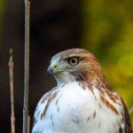 NYCセントラルパーク ロッホで美しい鷹に遭遇！びっくりアカオノスリが目の前でネズミをキャッチ Red-tailed Hawk