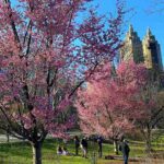 ニューヨークの一番桜 セントラルパークに咲きました！早咲きのオカメザクラが見頃に