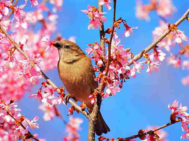 ニューヨークの一番桜 セントラルパークに咲きました 早咲きのオカメザクラが見頃に Petite New York