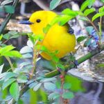 美しい黄色い鳥 オウゴンアメリカムシクイ & クロズキンアメリカムシクイ セントラルパークに登場中！ニューヨーク春の渡り鳥の季節