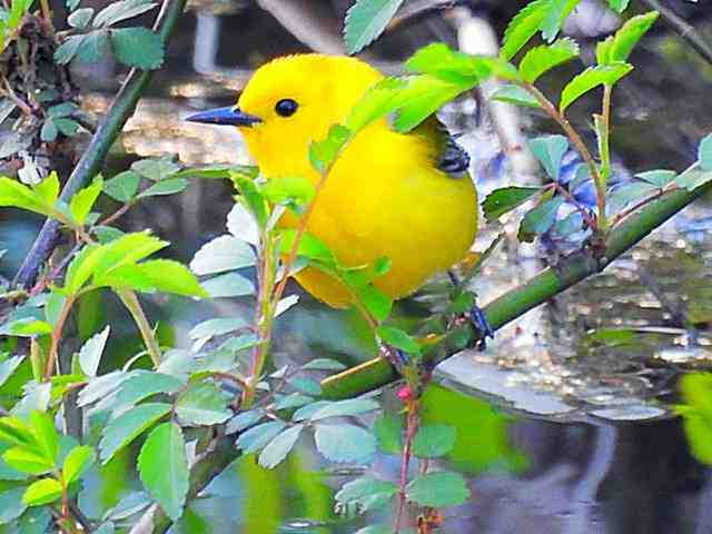 美しい黄色い鳥 オウゴンアメリカムシクイ & クロズキンアメリカ