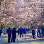 セントラルパーク お花見日和ですごい人でした！桜満開 美しい春のニューヨーク ソメイヨシノが見頃です