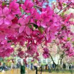 ニューヨークの木のミュージアム！ピンクの花が美しい春のマディソンスクエアパーク