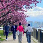 ニューヨーク写真スポット ルーズベルト島の桜並木が満開！ 桜の名所で楽しむピンクの八重桜とマンハッタンの絶景