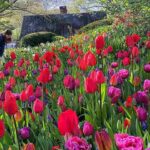 セントラルパーク 春の人気スポット チューリップが咲き誇るシェイクスピアガーデンの絶景
