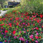 セントラルパーク 色鮮やかな花と新緑が美しい春の絶景映像 動画！チューリップ 桜 クラブアップルが満開 春の人気スポット巡り