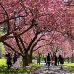 ブルックリン植物園 桜ベストシーズンの絶景映像 動画！絵になる豪華な八重桜の遊歩道が美しいNYCの春の人気スポット
