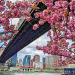 ルーズベルト島 美しい桜の季節の絶景映像 動画！名物トラムウェイとイーストリバー沿い遊歩道からのマンハッタンビュー