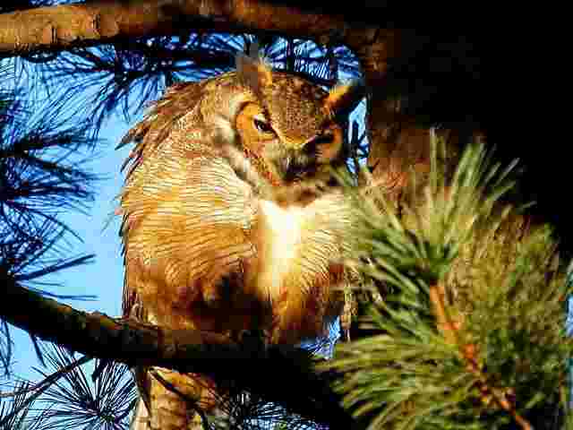 アメリカで最も小さな可愛いフクロウがニューヨーク セントラルパーク