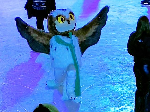 アメリカで最も小さな可愛いフクロウがニューヨーク セントラルパーク
