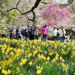 ニューヨークのしだれ桜 マグノリア 春の絶景が広がるブルックリン植物園！そろそろカンザン桜も見頃です