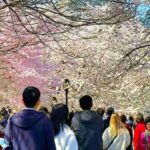 チェリーヒルの美しい桜 セントラルパークの風光明媚な桜の名所