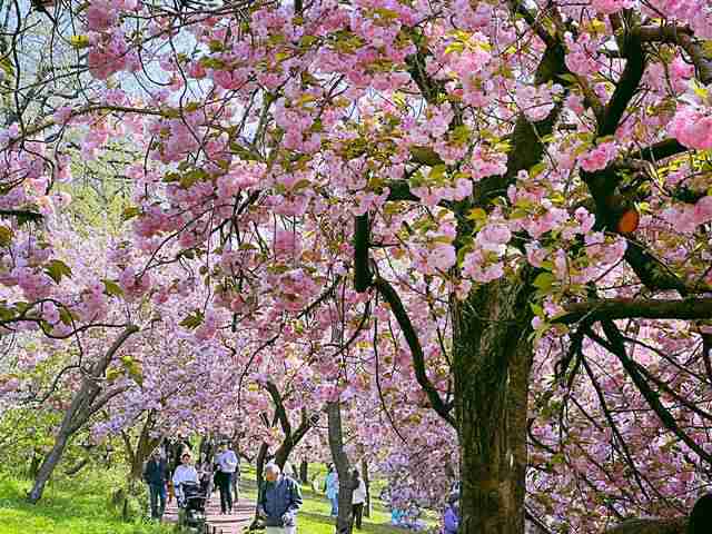 アメリカの桜が美しい！お花見のベストシーズンとアメリカの桜の