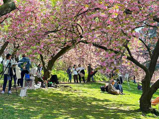 アメリカの桜が美しい！お花見のベストシーズンとアメリカの桜の始まり