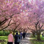アメリカの桜が美しい！お花見のベストシーズンとアメリカの桜の始まり