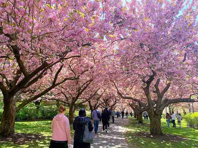 アメリカの桜が美しい！お花見のベストシーズンとアメリカの桜の始まり