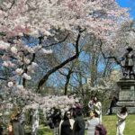 セントラルパーク ピルグリムヒルの豪華な桜が満開！