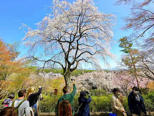 天龍寺の見どころ 京都嵐山の世界遺産 桜の絶景も美しい百花苑と風光