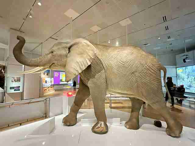 アメリカ自然史博物館 おすすめ最新情報 新しい展示を映像で紹介