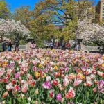 ニューヨークは今最高に美しい八重桜とチューリップの季節！春爛漫 楽しい春のニューヨーク