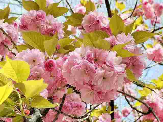ニューヨーク 八重桜が咲き始めました！桜が満開華やかな春の
