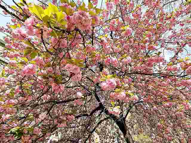 桜 ニューヨーク 八重桜が咲き始めました！桜が満開華やかな春の
