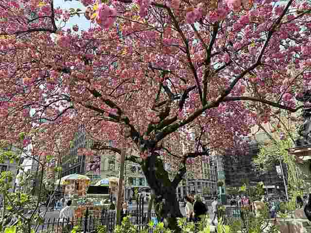 桜 ニューヨーク 八重桜が咲き始めました！桜が満開華やかな春の