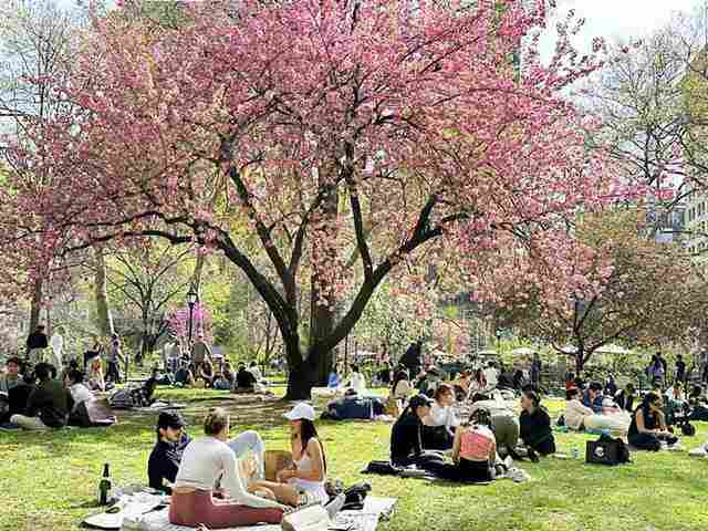 Lycee 八重桜　SP 2枚 Lycee 八重桜 SP 2枚 Lycee 八重桜 SP 2枚 - メルカリ