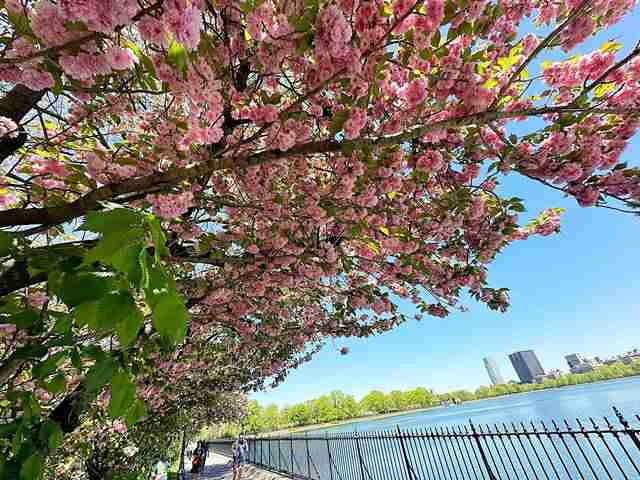 セントラルパークへ今行くなら 人気の八重桜スポット！ - Petite New York